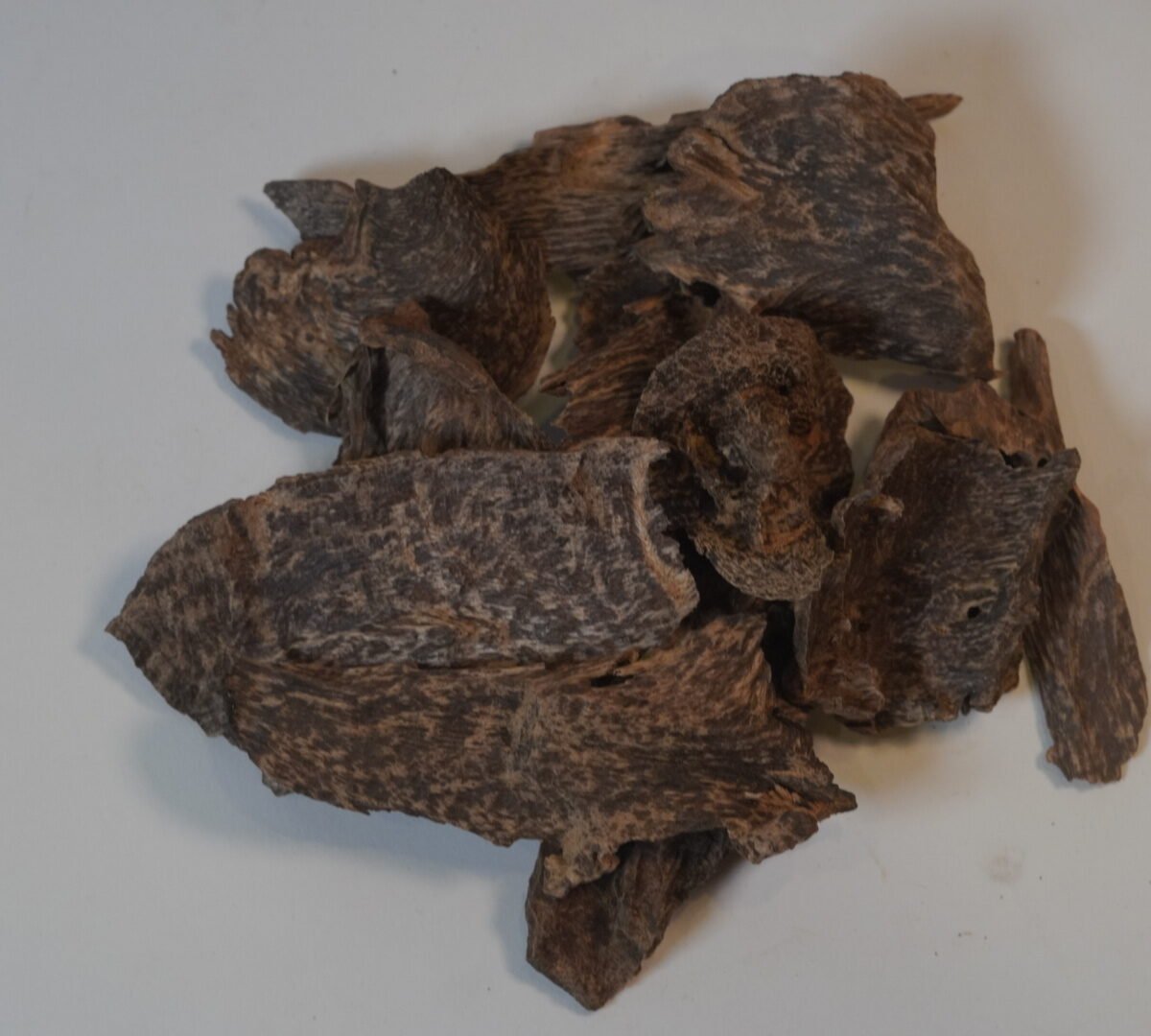 عود سيلانى آدمز